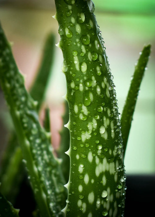 Bio Aloe (Aloe vera) - Topfpflanze