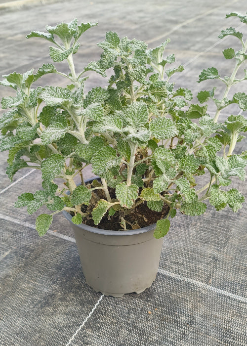 Bio Andorn (Marrubium vulgare) - Topfpflanze