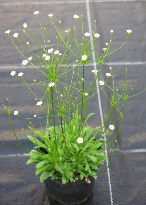 Bio Mannsschild (Androsace septentrionalis) - Topfpflanze