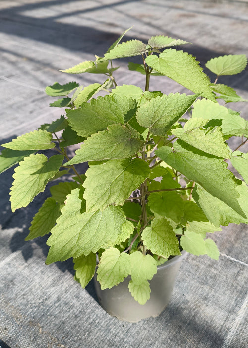 Bio Anis Ysop (Agastache anisata) - Topfpflanze