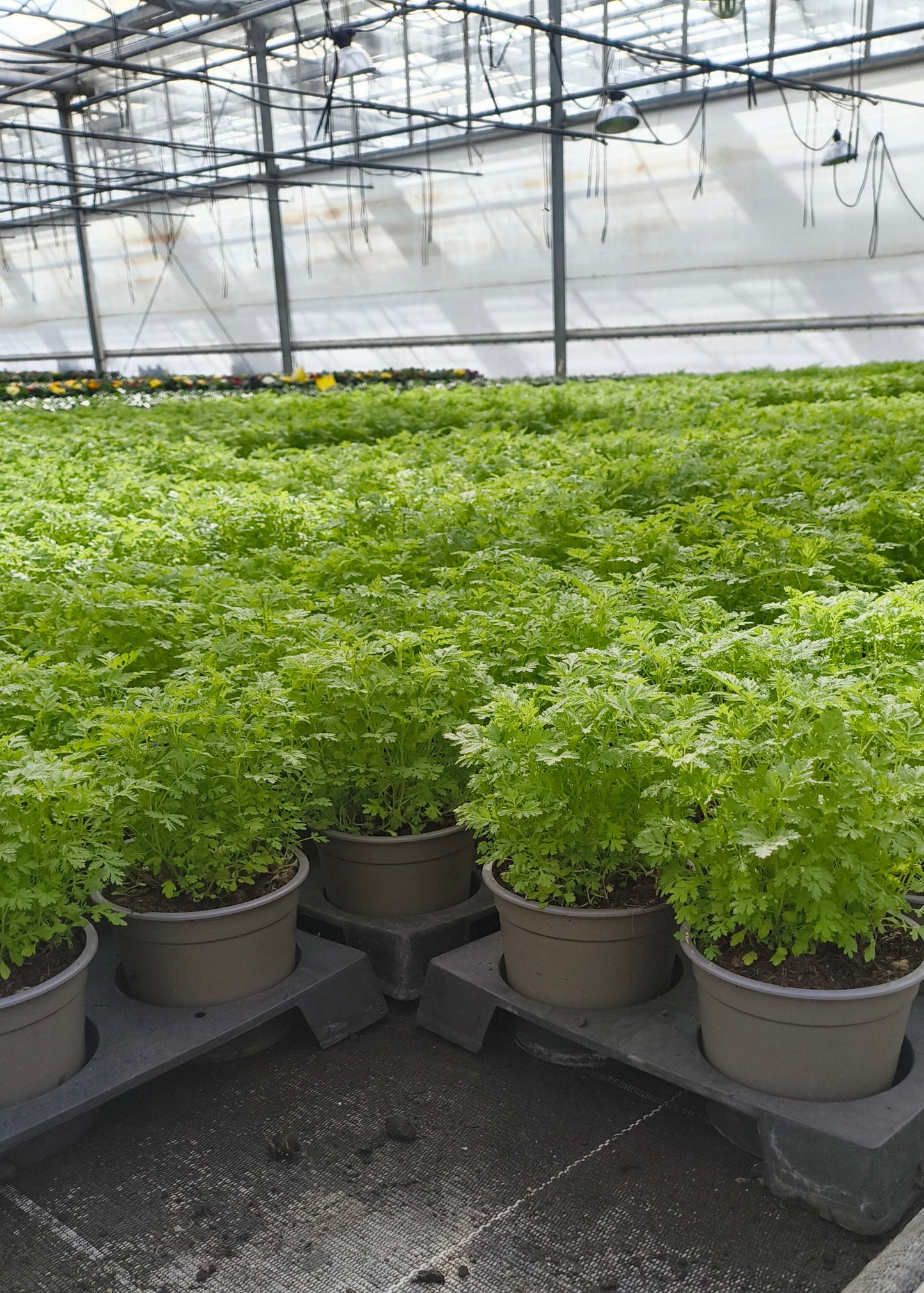 Bio Artemisia annua - Topfpflanze