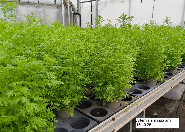 Bio Artemisia annua - Topfpflanze