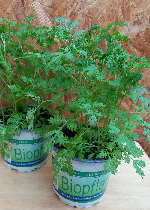 Bio Artemisia annua - Topfpflanze