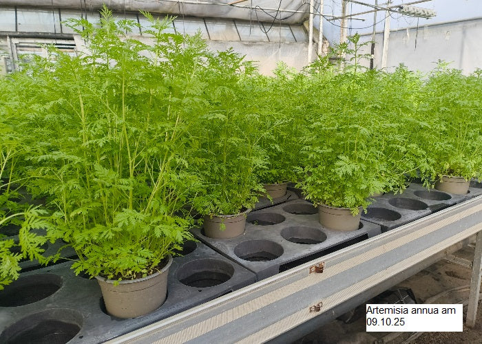Bio Artemisia annua - Topfpflanze
