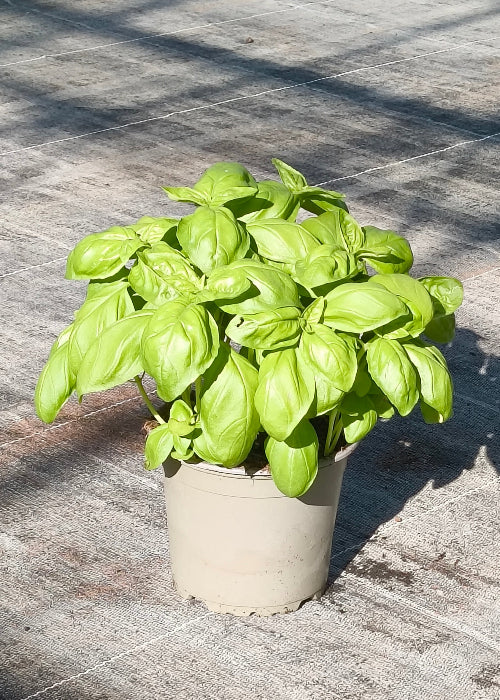 Bio Basilikum Genovese (Ocimum basilicum) - Topfpflanze