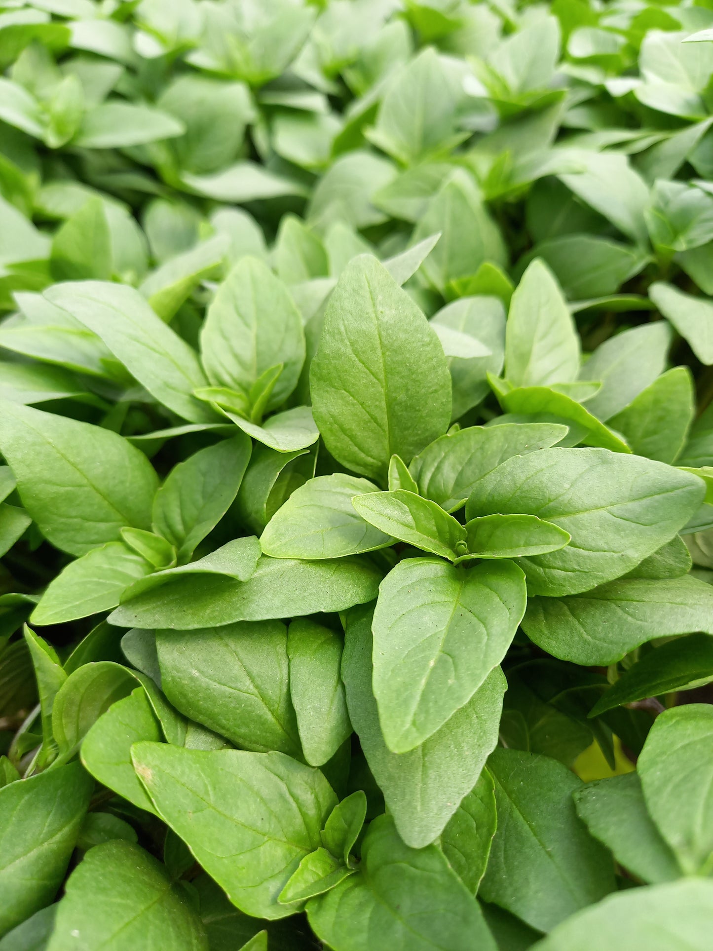 Bio Thai-Basilikum (Ocimum basilicum var. thyrsiflora) - Topfpflanze