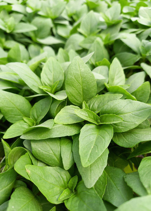 Bio Thai-Basilikum (Ocimum basilicum var. thyrsiflora) - Topfpflanze