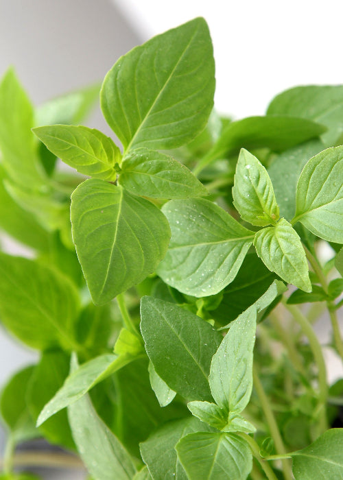 Bio Zitronen-Basilikum (Ocimum americanum) - Topfpflanze