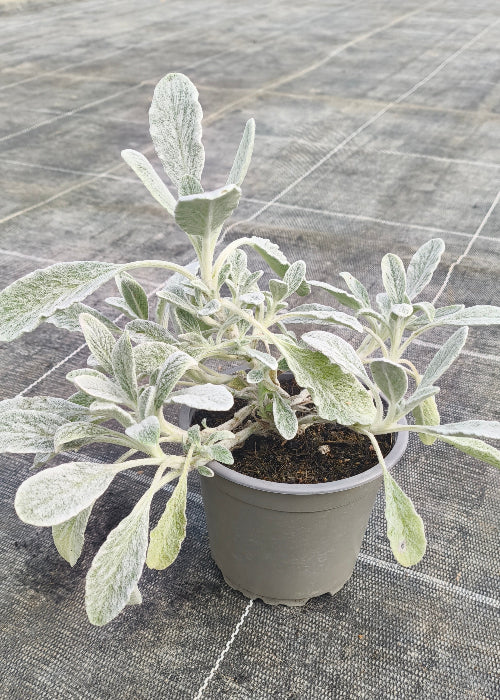 Bio Griechischer Bergtee (Sideritis syriaca) - Topfpflanze