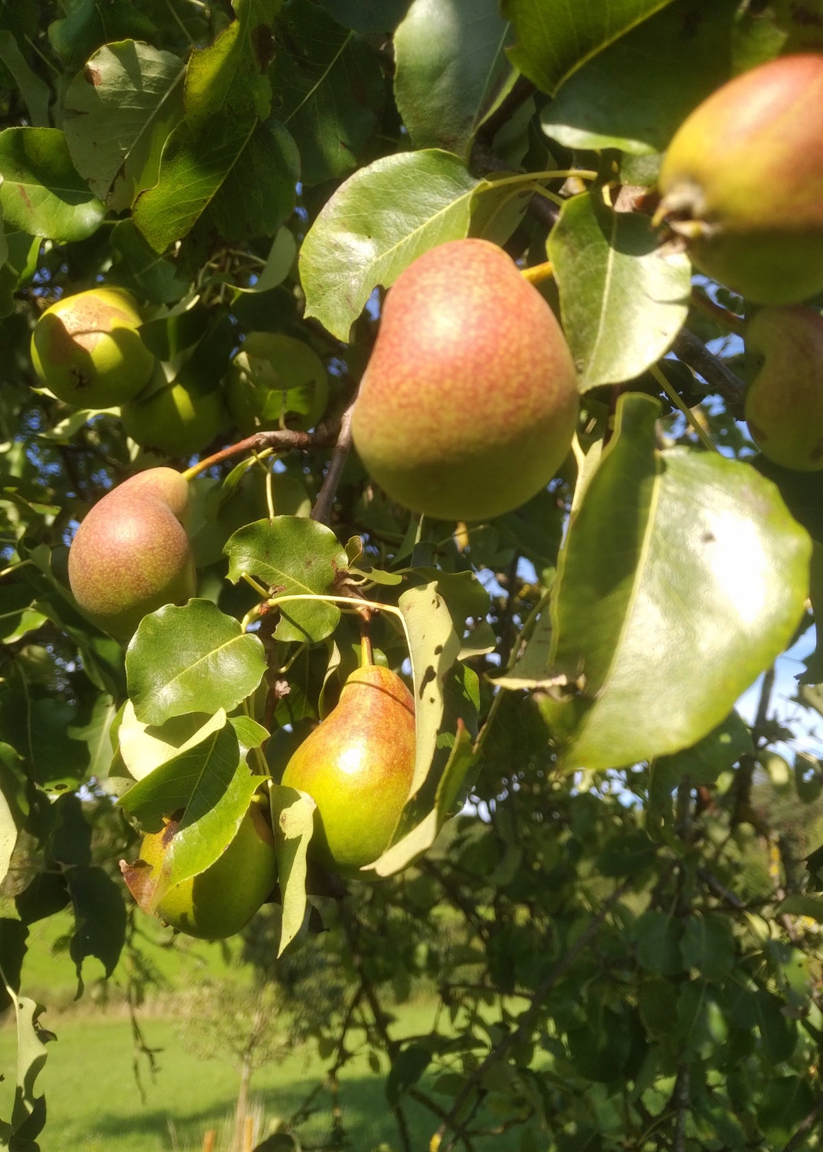 Apfel- oder Birnenunterlagen
