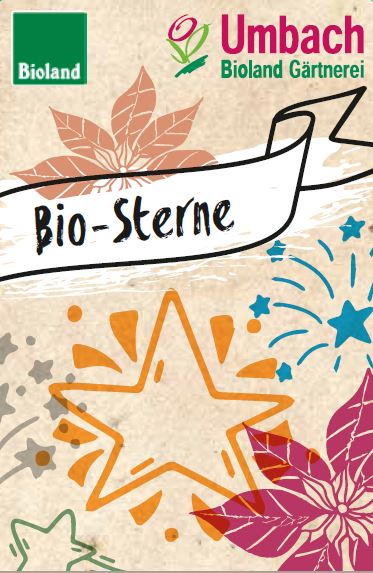 Bio Stern, klein (Euphorbia pulcherrima) - Topfpflanze