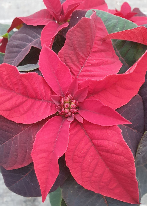 Bio Stern (Euphorbia pulcherrima) - Topfpflanze