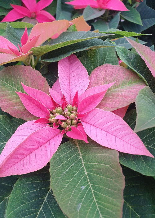 Bio Stern (Euphorbia pulcherrima) - Topfpflanze