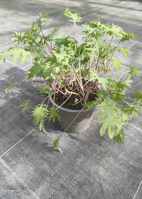 Bio Blattkohl 'Red Russian Kale' - Topfpflanze