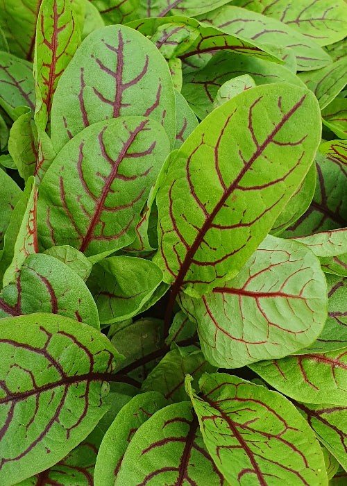 Bio Blutampfer (Rumex sanguineus) - Topfpflanze