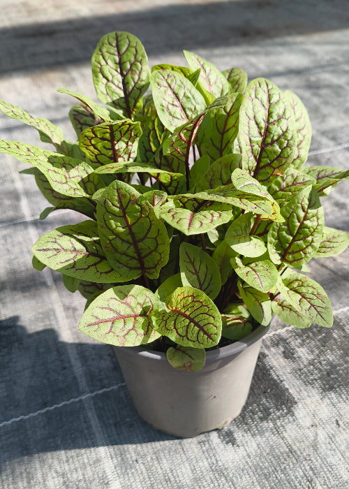 Bio Blutampfer (Rumex sanguineus) - Topfpflanze