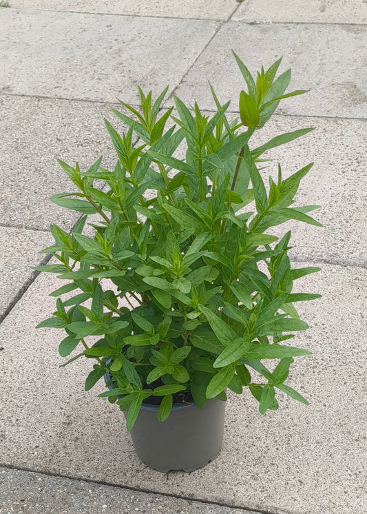 Bio Blut-Weiderich (Lythrum salicaria) - Topfpflanze