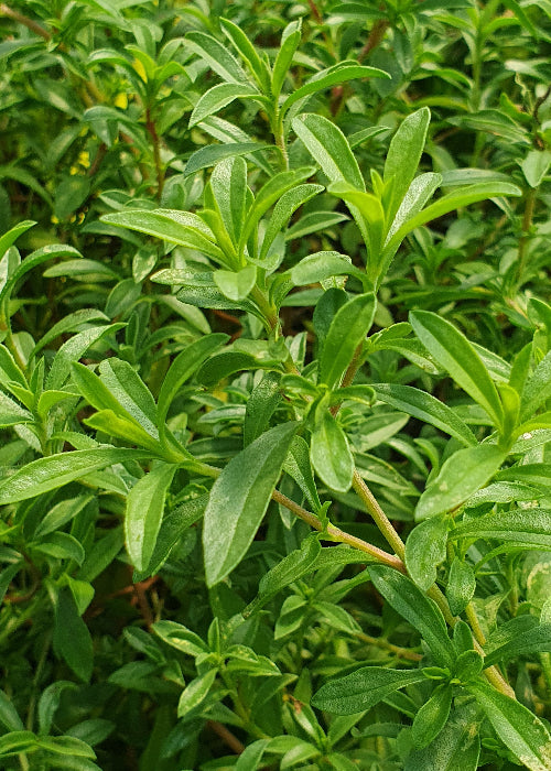 Bio Bohnenkraut (Bergbohnenkraut) (Satureja montana) - Topfpflanze