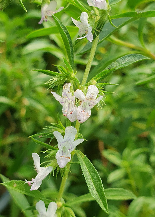 Bio Bohnenkraut (Bergbohnenkraut) (Satureja montana) - Topfpflanze
