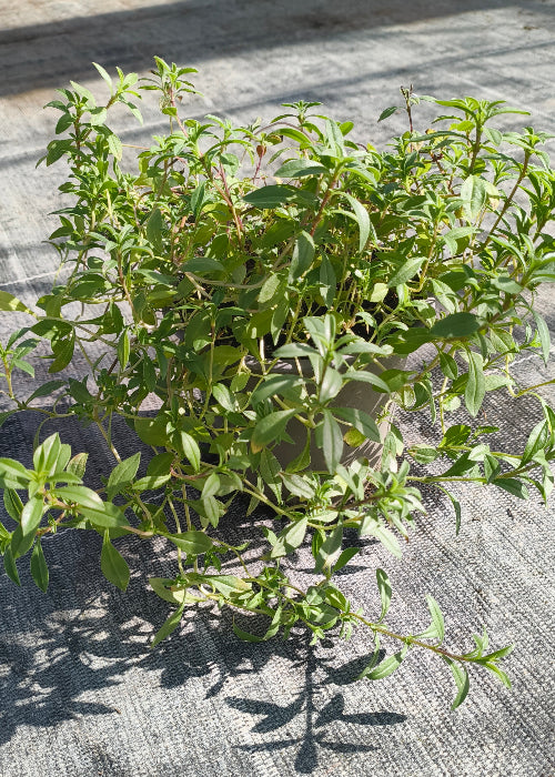 Bio Bohnenkraut (Bergbohnenkraut) (Satureja montana) - Topfpflanze