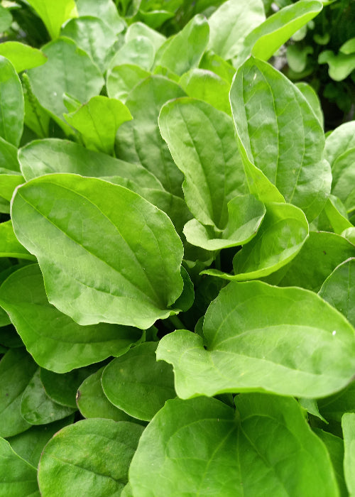 Bio Breitwegerich (Plantago major) - Topfpflanze