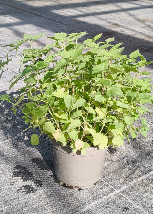 Bio Brennnessel (Urtica dioica) - Topfpflanze