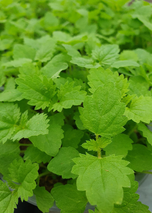 Bio Brennnessel (Urtica dioica) - Topfpflanze