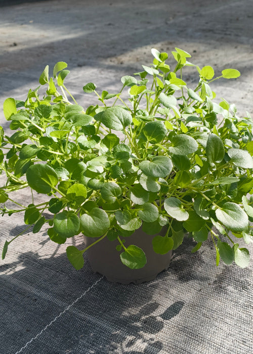 Bio Brunnenkresse (Nasturtium officinale) - Topfpflanze