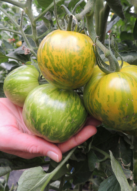 Bio Tomate 'Green Zebra' (Solanum lycopersicum) - Topfpflanze, Versand ab KW17