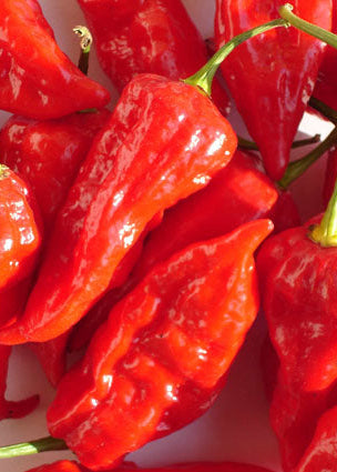 Bio Peperoni 'Habanero' (Capsicum annuum) – Topfpflanze, Versand ab KW17