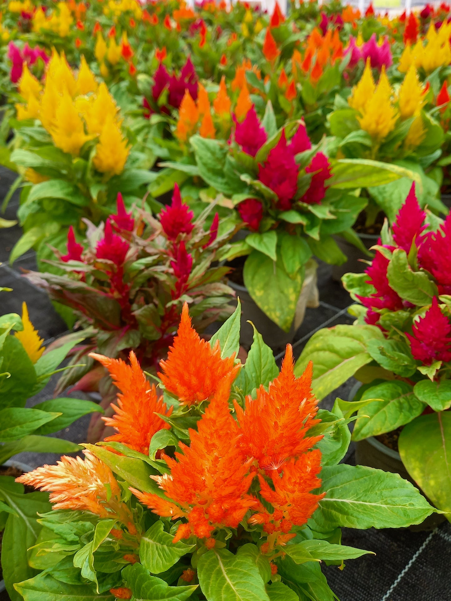 Bio Brandschopf (Celosia argentea ) - Topfpflanze