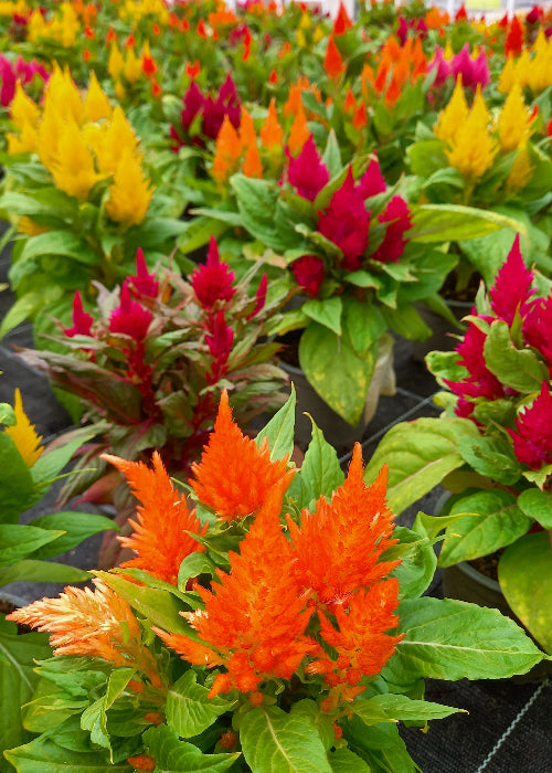 Bio Brandschopf (Celosia argentea ) - Topfpflanze