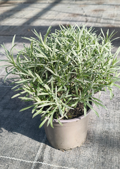 Bio Currykraut (Helichrysum italicum) - Topfpflanze