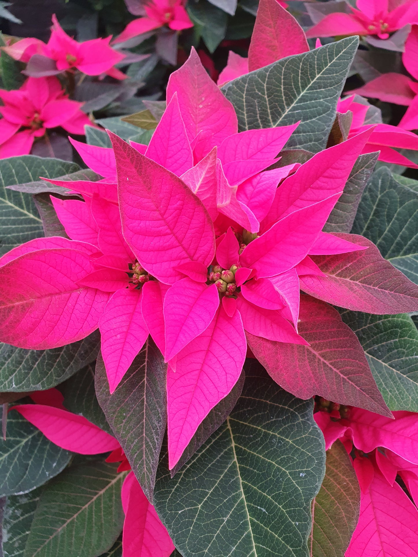 Bio Stern (Euphorbia pulcherrima) - Topfpflanze