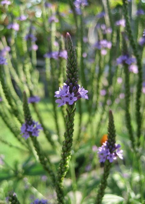 Bio Echtes Eisenkraut (Verbena officinalis) - Topfpflanze