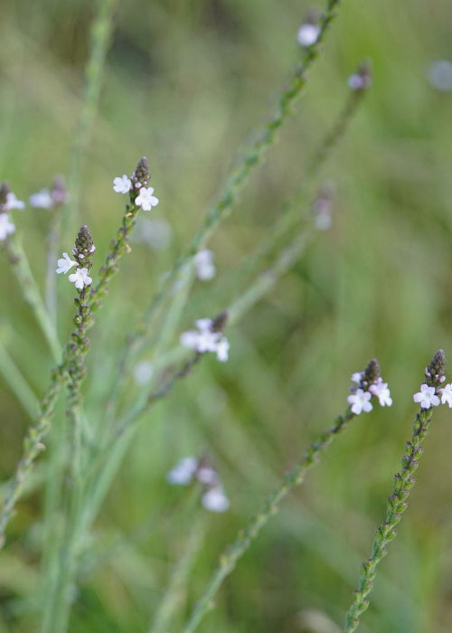 Bio Echtes Eisenkraut (Verbena officinalis) - Topfpflanze