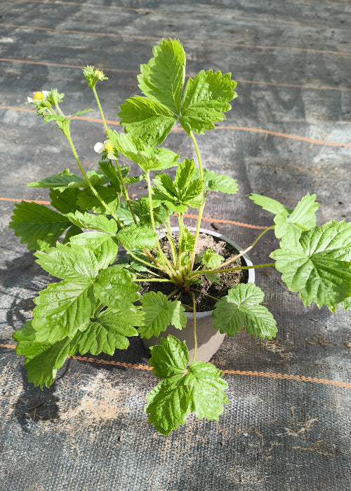 Bio Erdbeere / Walderdbeere (Fragaria Vesca) - Topfpflanze