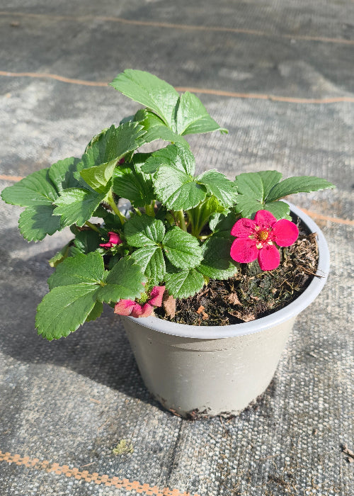 Bio Erdbeere, immertragend "Summer Breeze" (Fragaria) - Topfpflanze