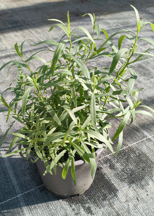 Bio Estragon (Artemisia dracunculus) - Topfpflanze