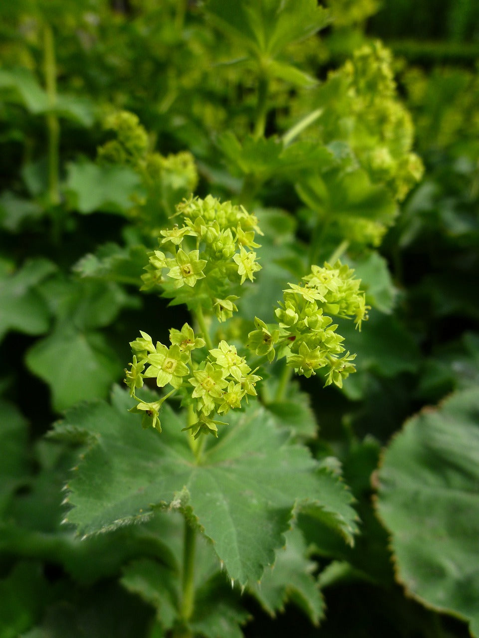 Bio Zwerg-Frauenmantel (Alchemilla erythropoda) - Topfpflanze