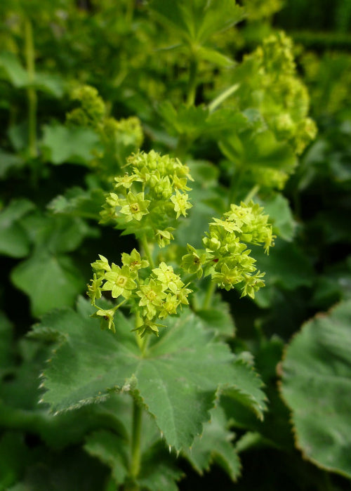 Bio Zwerg-Frauenmantel (Alchemilla erythropoda) - Topfpflanze