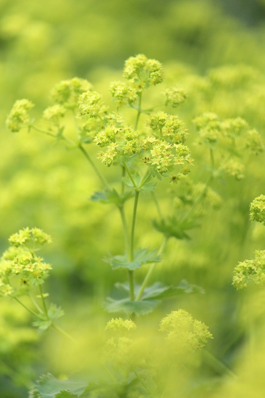 Bio Zwerg-Frauenmantel (Alchemilla erythropoda) - Topfpflanze