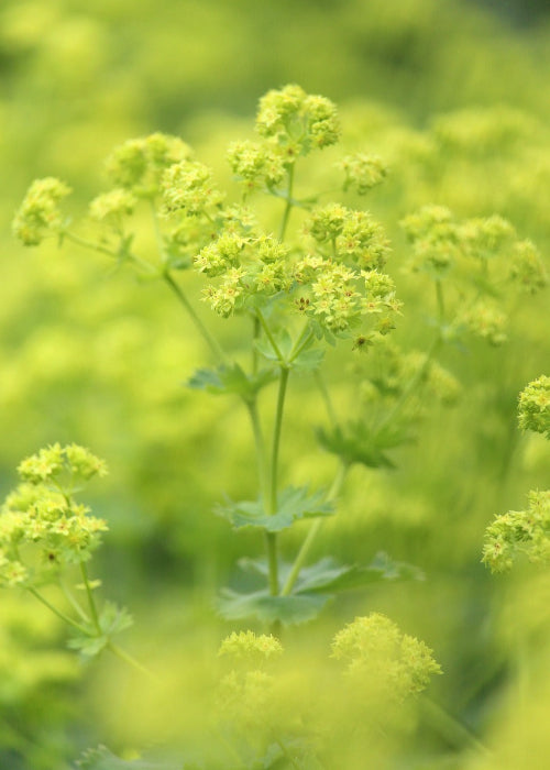 Bio Zwerg-Frauenmantel (Alchemilla erythropoda) - Topfpflanze