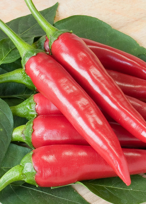 Bio Peperoni 'Da Cayenne' (Capsicum annuum) – Topfpflanze, Versand ab KW17