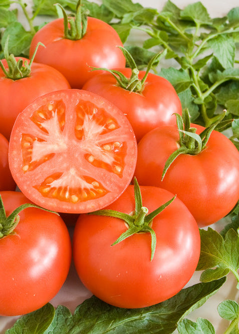 Bio Tomate 'Berner Rose' (Solanum lycopersicum) - Topfpflanze, Versand ab KW17