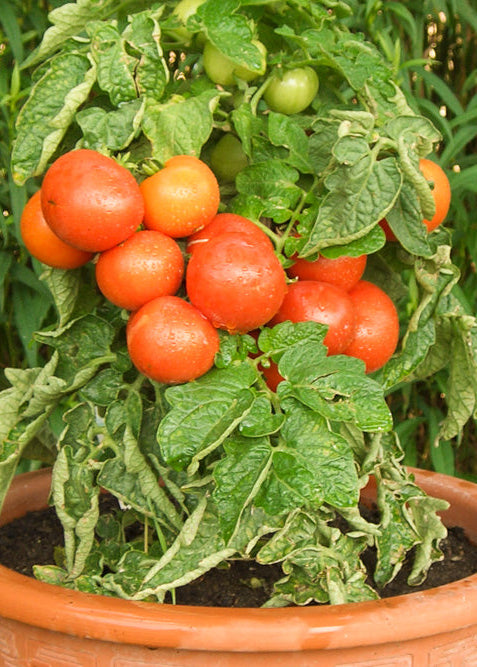 Bio Tomate 'Rotkäppchen' (Solanum lycopersicum) - Topfpflanze, Versand ab KW17