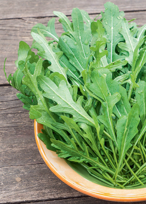 Bio Rucola (Diplotaxis tenuifolia) - Topfpflanze