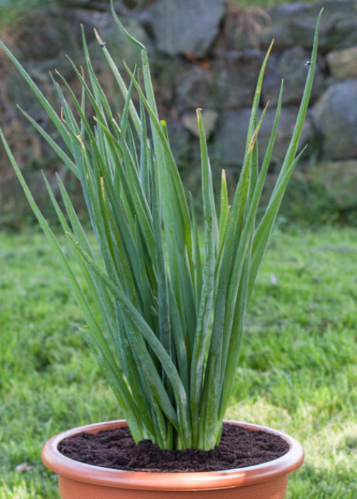 Bio Schnittzwiebel (Winterhecke) - Topfpflanze