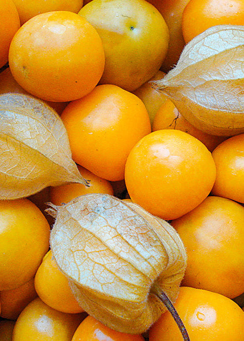 Bio Physalis 'Schönbrunner Gold' (Physalis peruviana) – Topfpflanze, Versand ab KW17