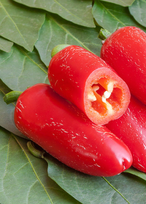 Bio Peperoni 'Jalapeño' (Capsicum annuum) – Topfpflanze, Versand ab KW17